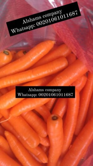 WhatsApp Image 2023-08-15 at 12.24.07 PM (2)