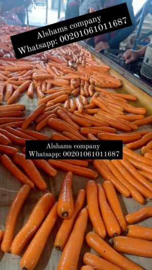 WhatsApp Image 2023-08-15 at 12.24.07 PM (3)