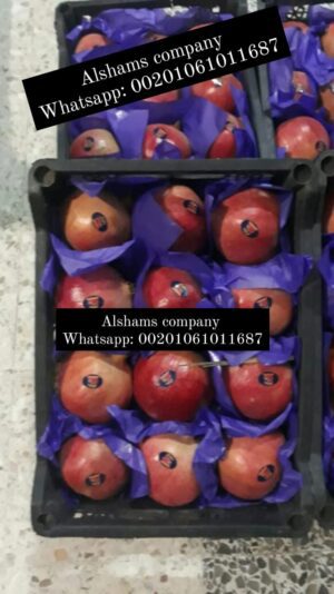 WhatsApp Image 2023-08-15 at 12.24.06 PM (2)