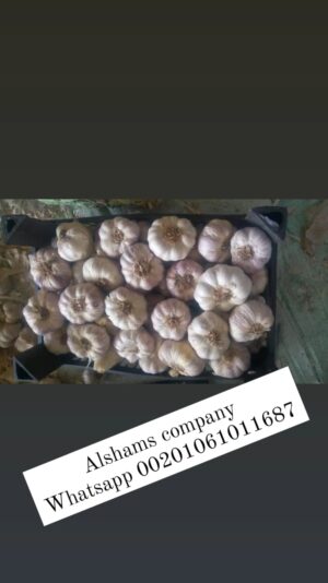 WhatsApp Image 2023-05-21 at 12.39.53 PM