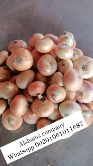 WhatsApp Image 2023-05-21 at 12.39.51 PM (3)