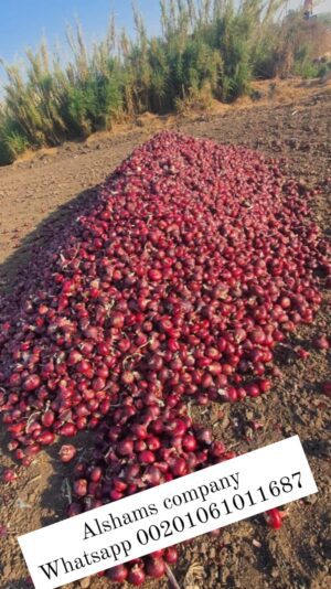 WhatsApp Image 2023-05-21 at 12.39.54 PM