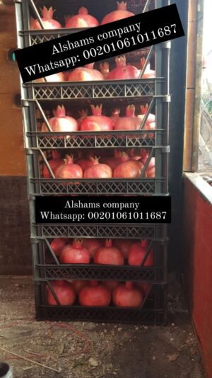 WhatsApp Image 2023-08-15 at 12.24.06 PM (1)