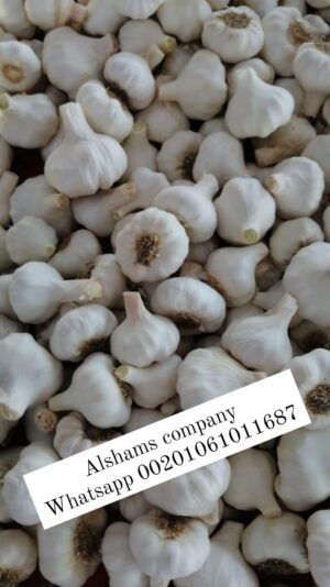 WhatsApp Image 2023-05-21 at 12.39.52 PM