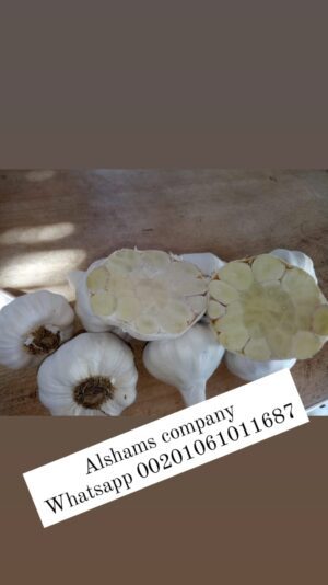 WhatsApp Image 2023-05-21 at 12.39.53 PM (1)