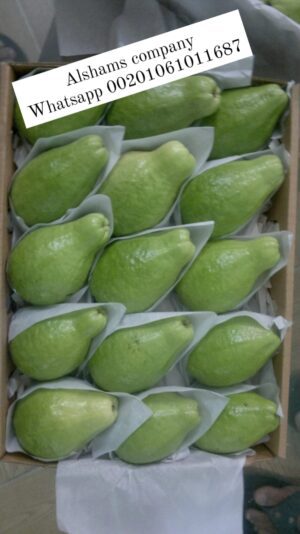 WhatsApp Image 2023-02-05 at 12.24.15 PM