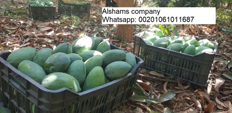 WhatsApp Image 2023-07-22 at 12.25.58 PM