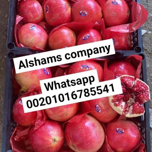 244493335_10223625700944120_2367097575712806893_n