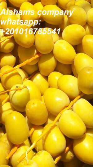 WhatsApp Image 2020-08-15 at 1.25.29 PM