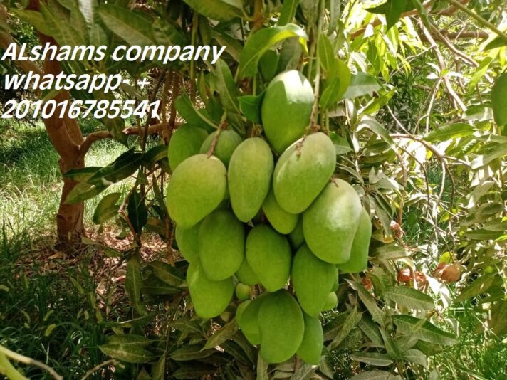 WhatsApp Image 2020-08-31 at 4.03.22 PM (2)