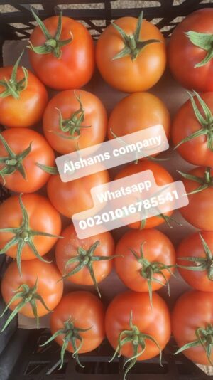 WhatsApp Image 2021-12-29 at 2.02.30 PM