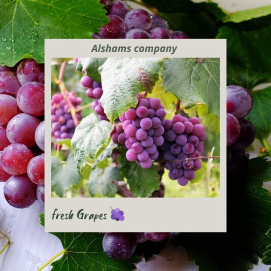 WhatsApp Image 2024-07-01 at 15.53.08_e0684f4e