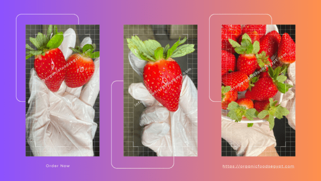 Organic for food Industries (2)