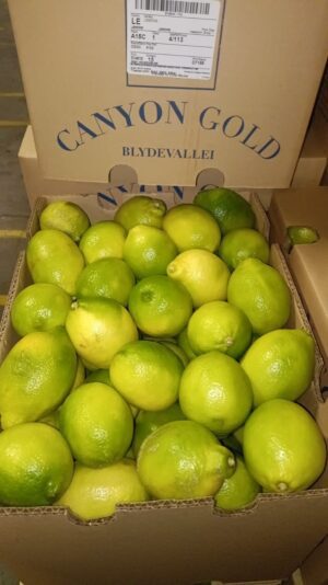 WhatsApp Image 2024-01-16 at 06.57.28_69170a64