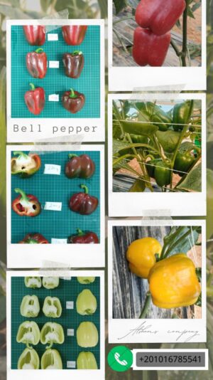 bell pepper