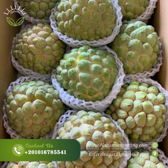 WhatsApp Image 2024-11-09 at 15.31.32_c5860c6e