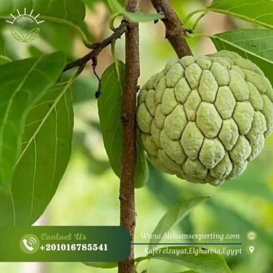 WhatsApp Image 2024-11-09 at 15.26.57_c8680e27