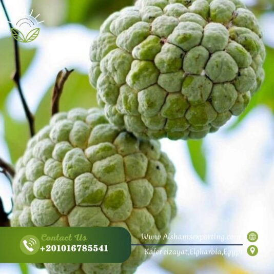 WhatsApp Image 2024-11-09 at 15.30.25_399edec3