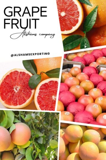 WhatsApp Image 2024-11-16 at 15.08.55_3aa70683 - Copy