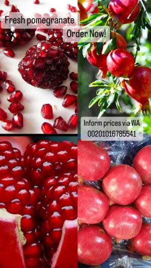 WhatsApp Image 2023-11-07 at 13.44.56_6602dba6