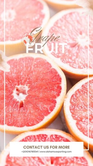 WhatsApp Image 2024-11-20 at 08.13.38_0991c8d9