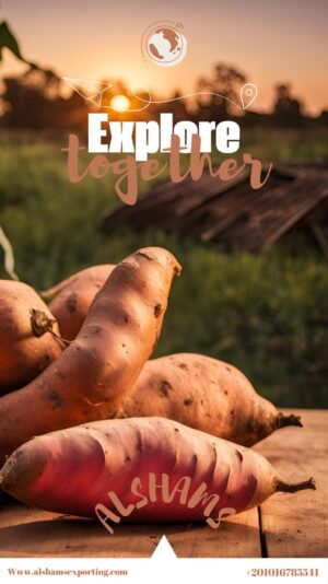 WhatsApp Image 2024-11-18 at 11.37.07_9a9861b5 - Copy