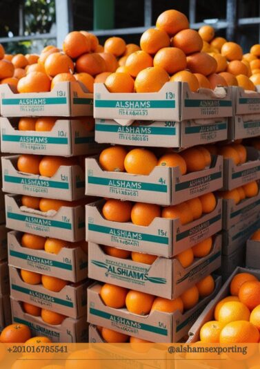 WhatsApp Image 2024-11-25 at 13.34.20_ff694e62