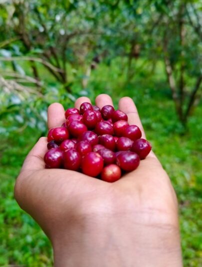 coffee cherry 3