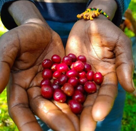 coffee cherry 1