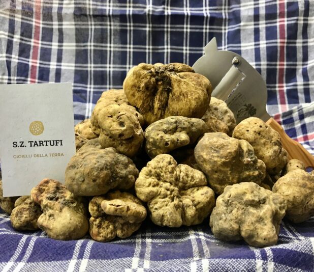 foto tartufi bianchi elena