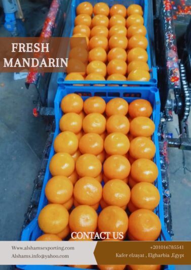 WhatsApp Image 2025-03-11 at 12.47.16_47eb36a4