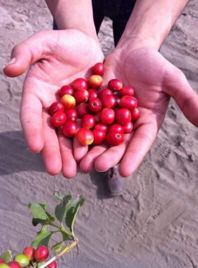 1608628_650191105017033_1590784452_n