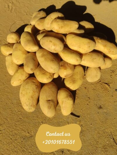 WhatsApp Image 2025-05-04 at 15.22.17_501b1132