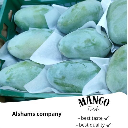 WhatsApp Image 2024-08-04 at 14.59.42_21279ea7