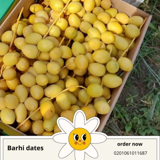 WhatsApp Image 2024-08-25 at 13.35.38_7175fa62