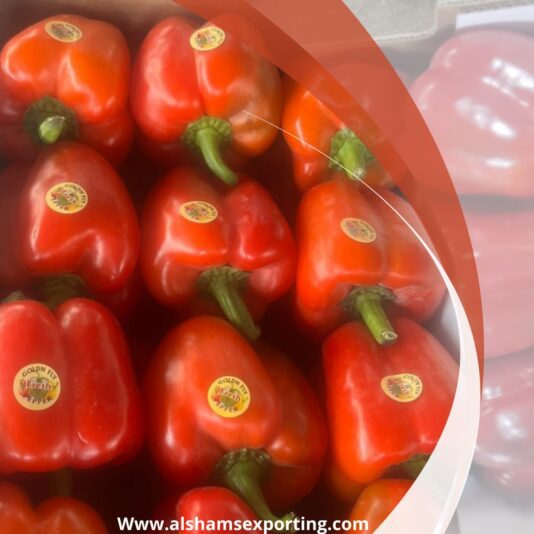 WhatsApp Image 2024-08-25 at 13.50.50_08393645