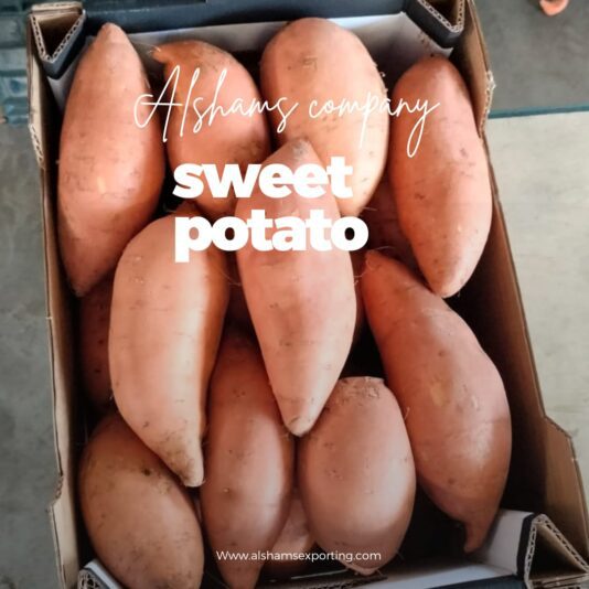 WhatsApp Image 2024-08-12 at 14.43.54_769dffe0