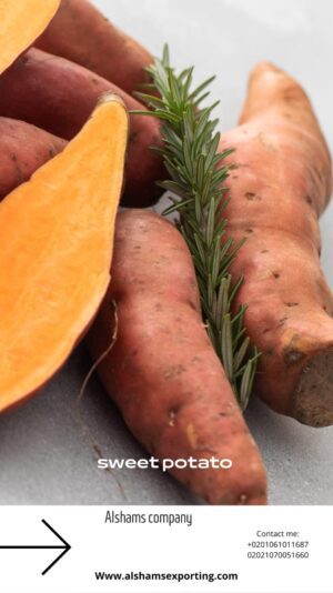 WhatsApp Image 2024-08-12 at 14.43.54_2a3d51fe