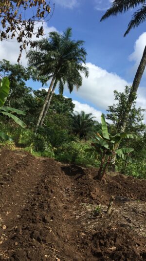 Adeyemi Adetomiwa Emmanuel