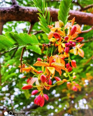 103951306_687297348729399_7905087384613039722_n