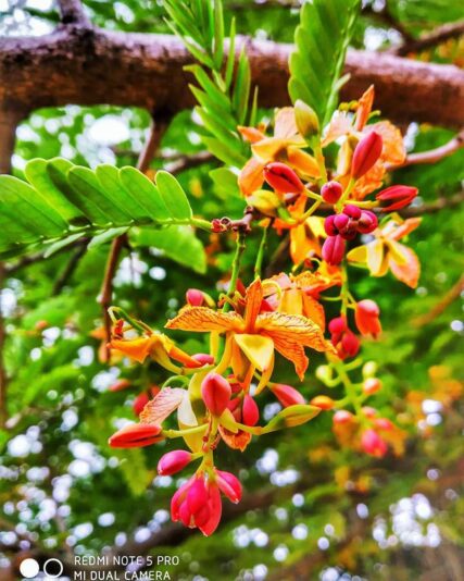 103951306_687297348729399_7905087384613039722_n