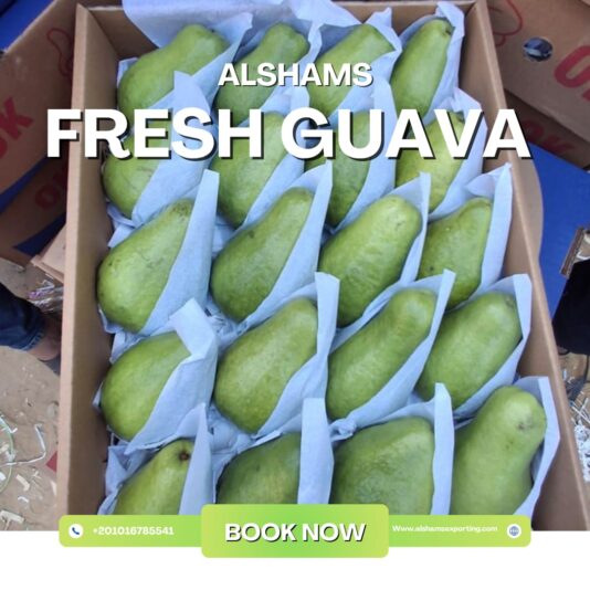 WhatsApp Image 2025-11-18 at 15.04.59_720ca602