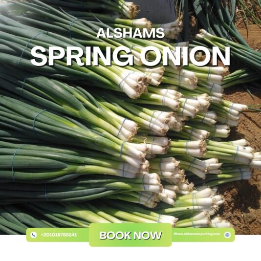 WhatsApp Image 2025-11-16 at 12.10.39_2ef03b7e