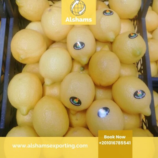 WhatsApp Image 2026-01-03 at 2.36.14 PM (2)