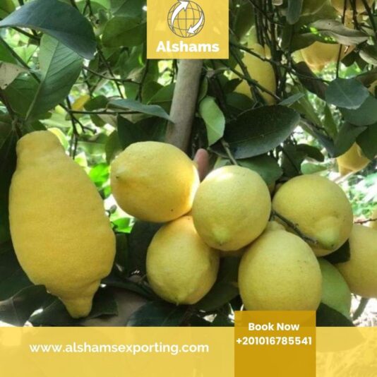 WhatsApp Image 2026-01-03 at 2.36.14 PM (1)