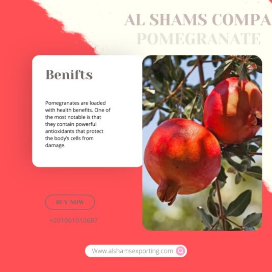 WhatsApp Image 2024-10-24 at 12.14.41_65251b9f