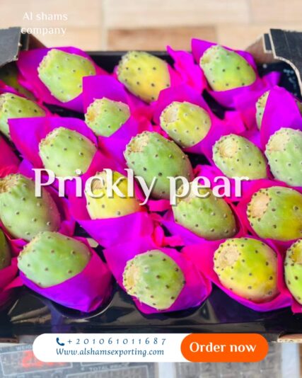 WhatsApp Image 2025-07-30 at 11.48.27_1b56a4ac