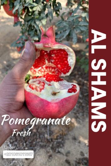 WhatsApp Image 2025-08-19 at 15.13.35_df3ea540