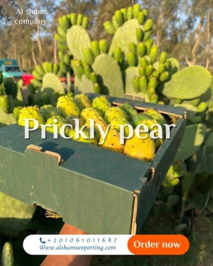 WhatsApp Image 2025-07-30 at 11.48.27_1296c3ff