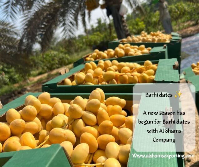 WhatsApp Image 2025-08-06 at 16.08.31_bbbbbf62